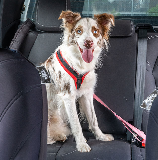 dog in car